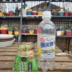 (お話し中)多肉植物マッコスの画像