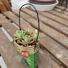 (お話し中)多肉植物マッコスの画像