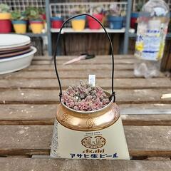 (お話し中)多肉植物ダシフィツム