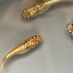 取り引き中　　　　　　
🌸クラースメダカ2ペア🌸産卵開始