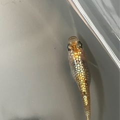 取り引き中　　　　　　
🌸クラースメダカ2ペア🌸産卵開始の画像