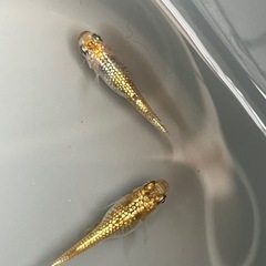 取り引き中　　　　　　
🌸クラースメダカ2ペア🌸産卵開始の画像
