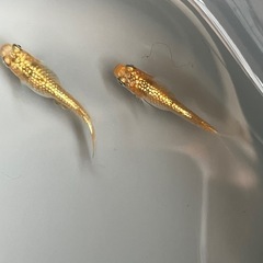 取り引き中　　　　　　
🌸クラースメダカ2ペア🌸産卵開始の画像