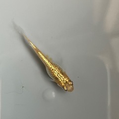 取り引き中　　　　　　
🌸クラースメダカ2ペア🌸産卵開始の画像