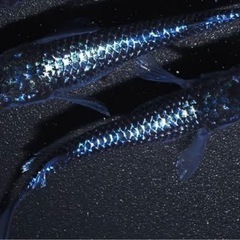 滋賀県のメダカの中古が安い！激安で譲ります・無料であげます