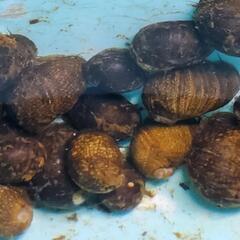 石巻貝イシマキガイ10匹