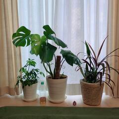 観葉植物