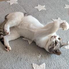 捨てられていた美猫ちゃん。