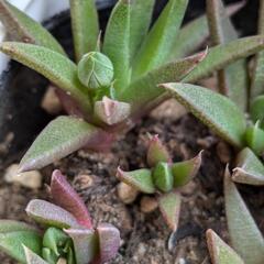交換可　多肉植物　三時草（照波）３時頃に可愛い黄色い花が咲きます　