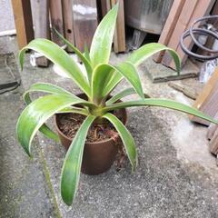 🌿①鉢付きアガベベネズエラの画像