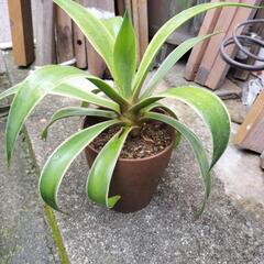 🌿①鉢付きアガベベネズエラの画像