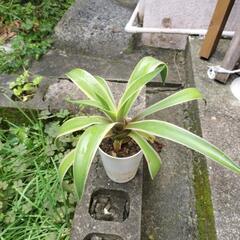 🌿②鉢付きアガベベネズエラの画像