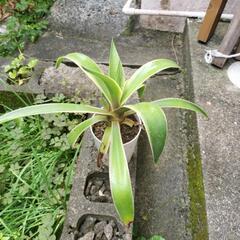 🌿②鉢付きアガベベネズエラの画像