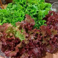 野菜(菊菜/春菊、サニーレタス)の画像