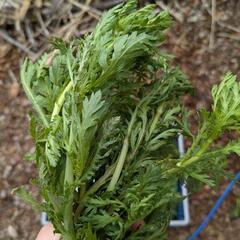 野菜(菊菜/春菊、サニーレタス)の画像