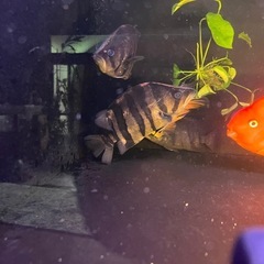 熱帯魚 ダトニオ 