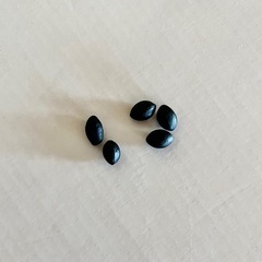 エバーフレッシュ　種　5粒の画像