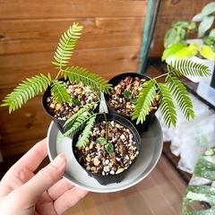 エバーフレッシュ　種　5粒