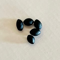 エバーフレッシュ　種　5粒の画像
