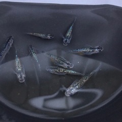 錦屋養鯉場】錦鯉の販売 通信販売 » ——————-<<錦屋>>——————-錦鯉