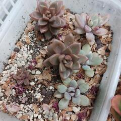 エケベリア多肉植物
