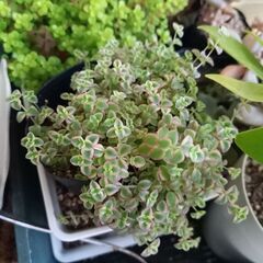 リトルミッシー ピンクの縁取り セダム 多肉植物　カット分け