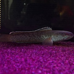 受け渡し決定:チャンナspエメラルドグリーンの画像