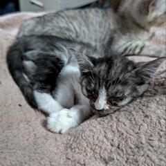 家族になってください - 猫