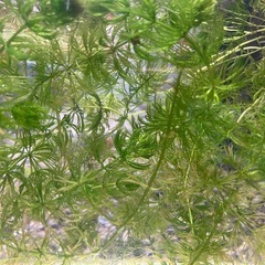 【水草】マツモ　5本セット　300円
