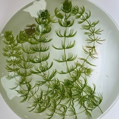 【水草】マツモ　5本セット　300円の画像