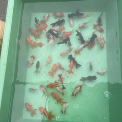 激安金魚