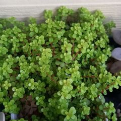 多肉植物　セダム系　カット分け