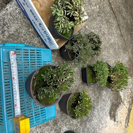 カネノナルキ（鉢付き） 金のなる木 大株 鉢付き 高さ77㌢ 横60㌢ 宝石