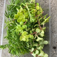 多肉植物