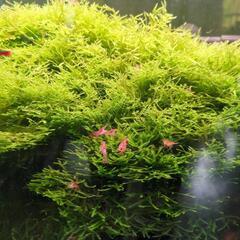 　熱帯魚等の水草　ウィローモス