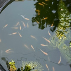 メダカ10匹の画像