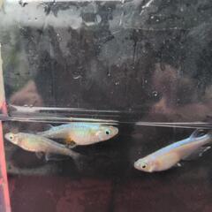 メダカ　めだか　天女ノ舞の画像