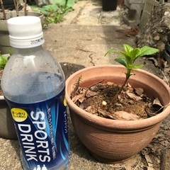 アジサイ苗の木②／植木鉢付き【交換なら無料で】