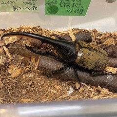 ✨ヘラクレスオオカブト成虫ペアNo05（♂143mm♀69mm）