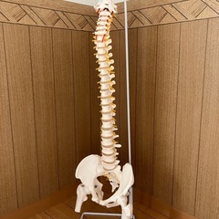 骨模型　脊柱　等身大