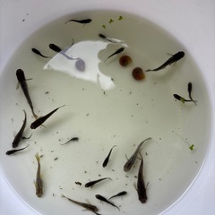 信玄