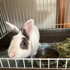 うさちゃんの里親