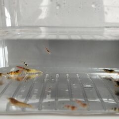 ビーシュリンプ系ゼブラMIX15匹／1000円