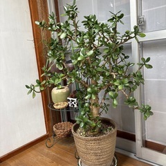 多肉植物  立派な金の成る木 70センチ位