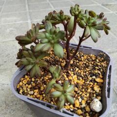 多肉植物　小人の祭り　抜き苗の画像