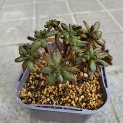 多肉植物　小人の祭り　抜き苗の画像
