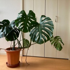 受け渡し待ち※モンステラ① 