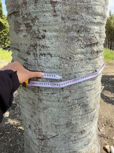 ココスヤシ超シルバーリーフ 【配送・植え込み対応OK！引き取り