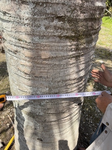 ココスヤシ超シルバーリーフ 【配送・植え込み対応OK!引き取り ココスヤシ超シルバーリーフ 【配送・植え込み対応OK!引き取り