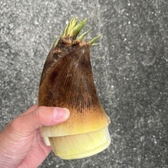 たけのこ　8キロ程度
